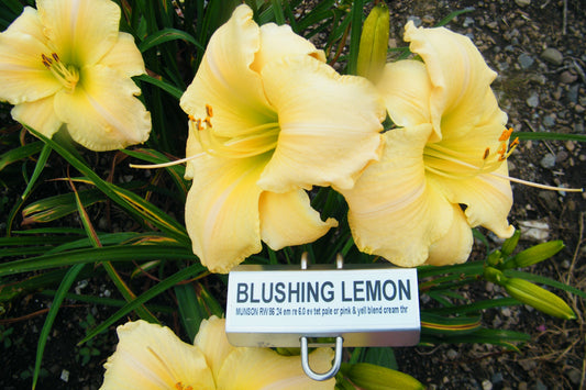 BLUSHING LEMON