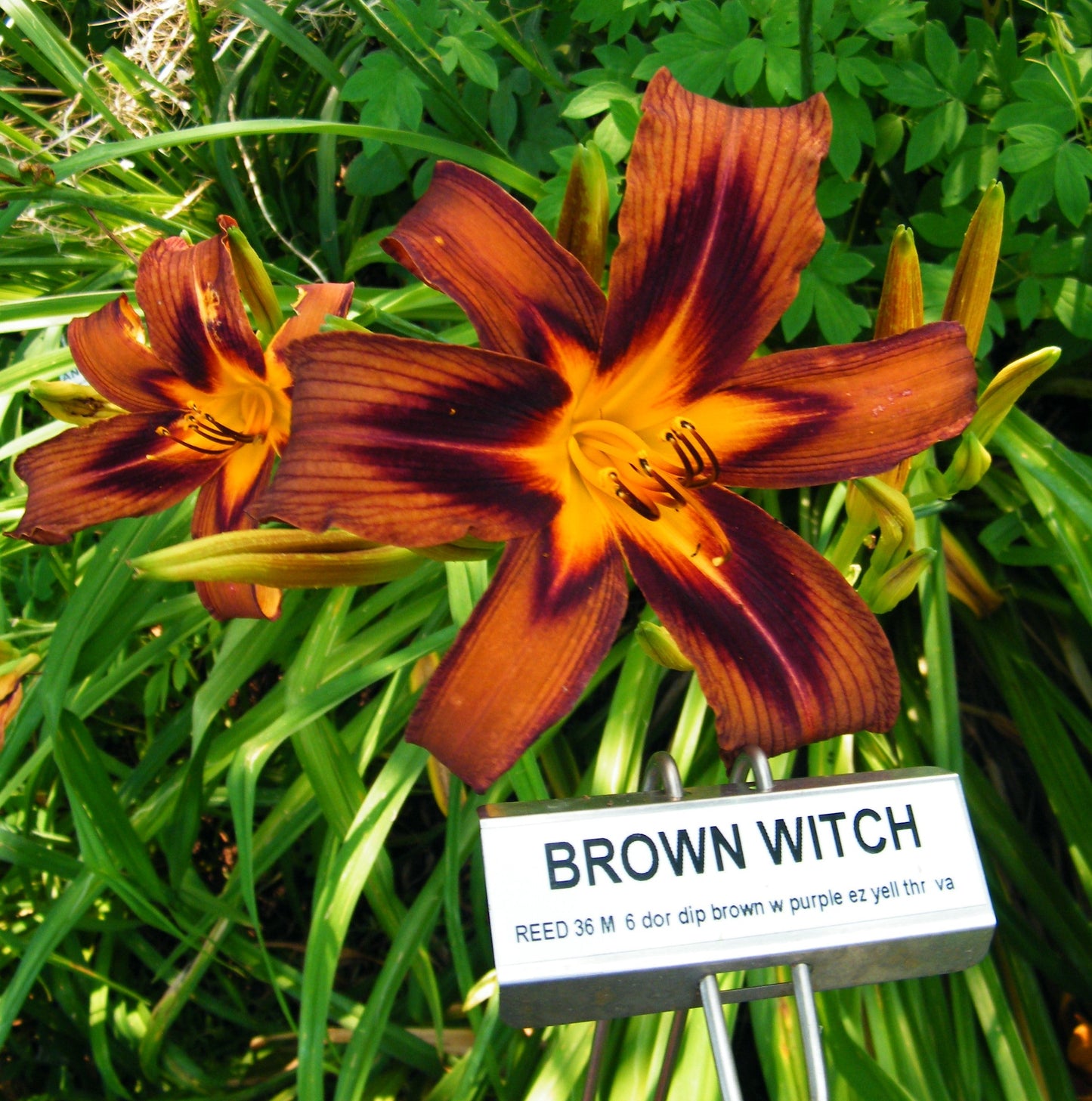 BROWN WITCH
