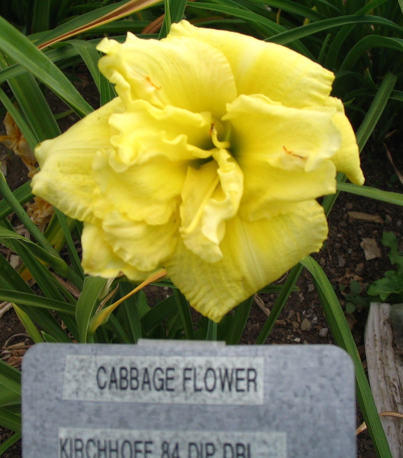 CABBAGE FLOWER – QB Daylily Gardens
