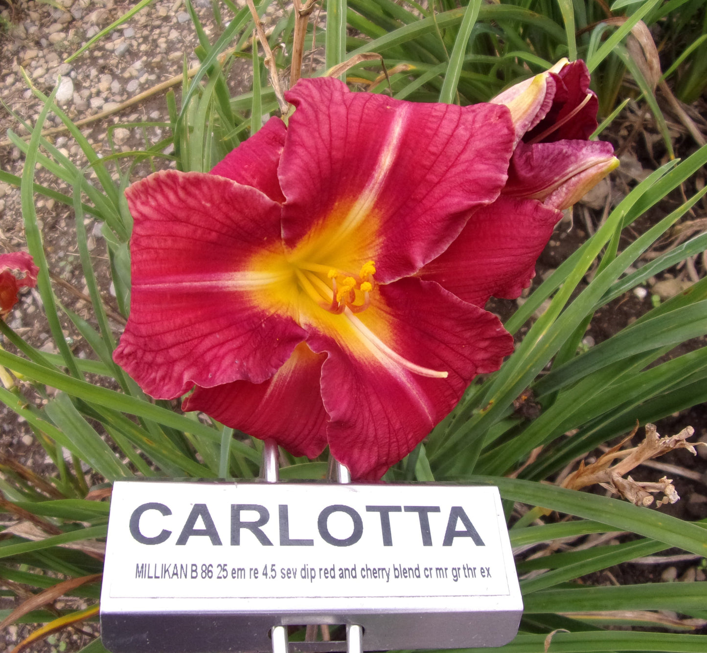 CARLOTTA