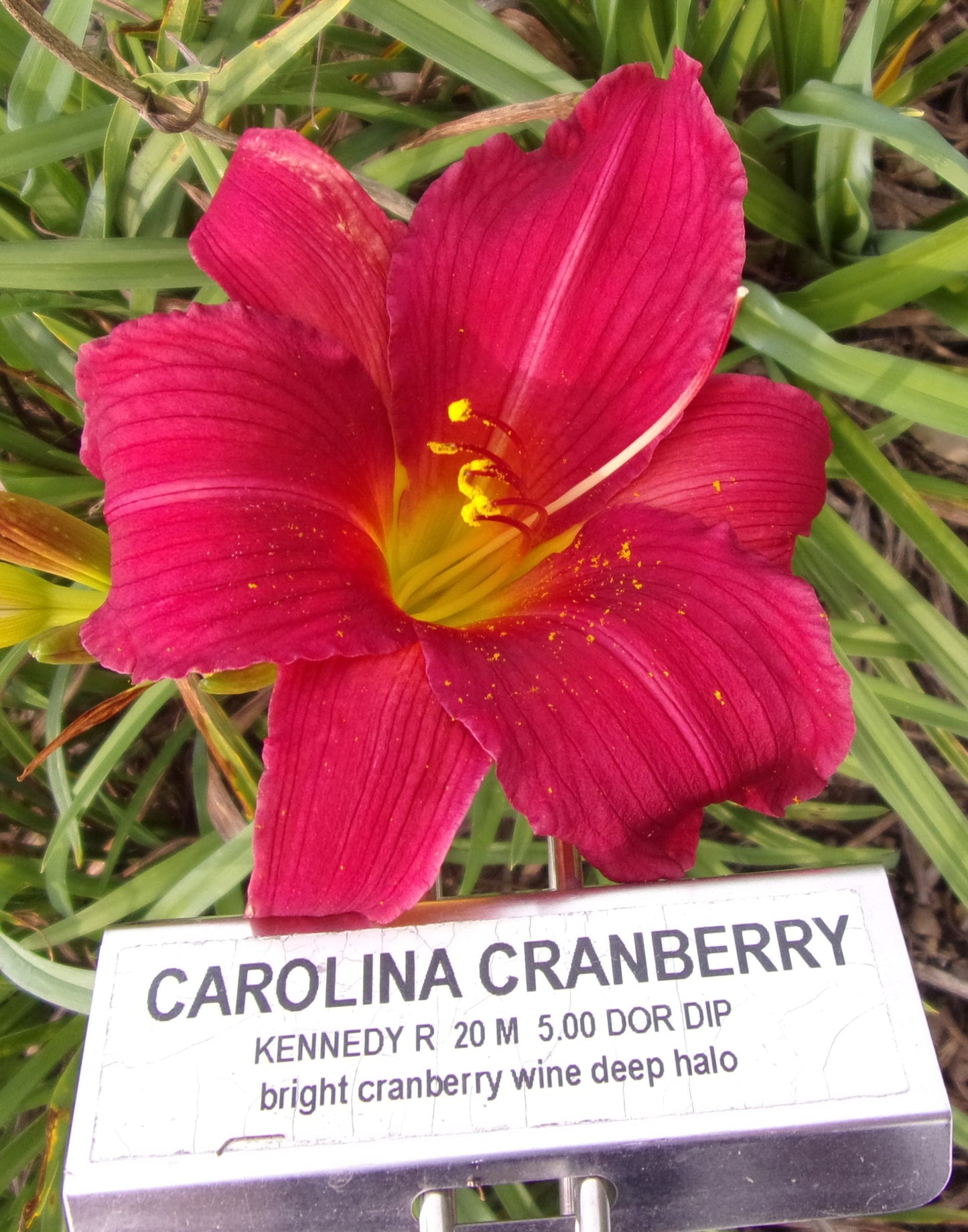 CAROLINA CRANBERRY