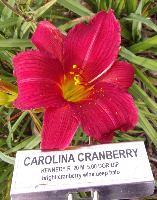 CAROLINA CRANBERRY