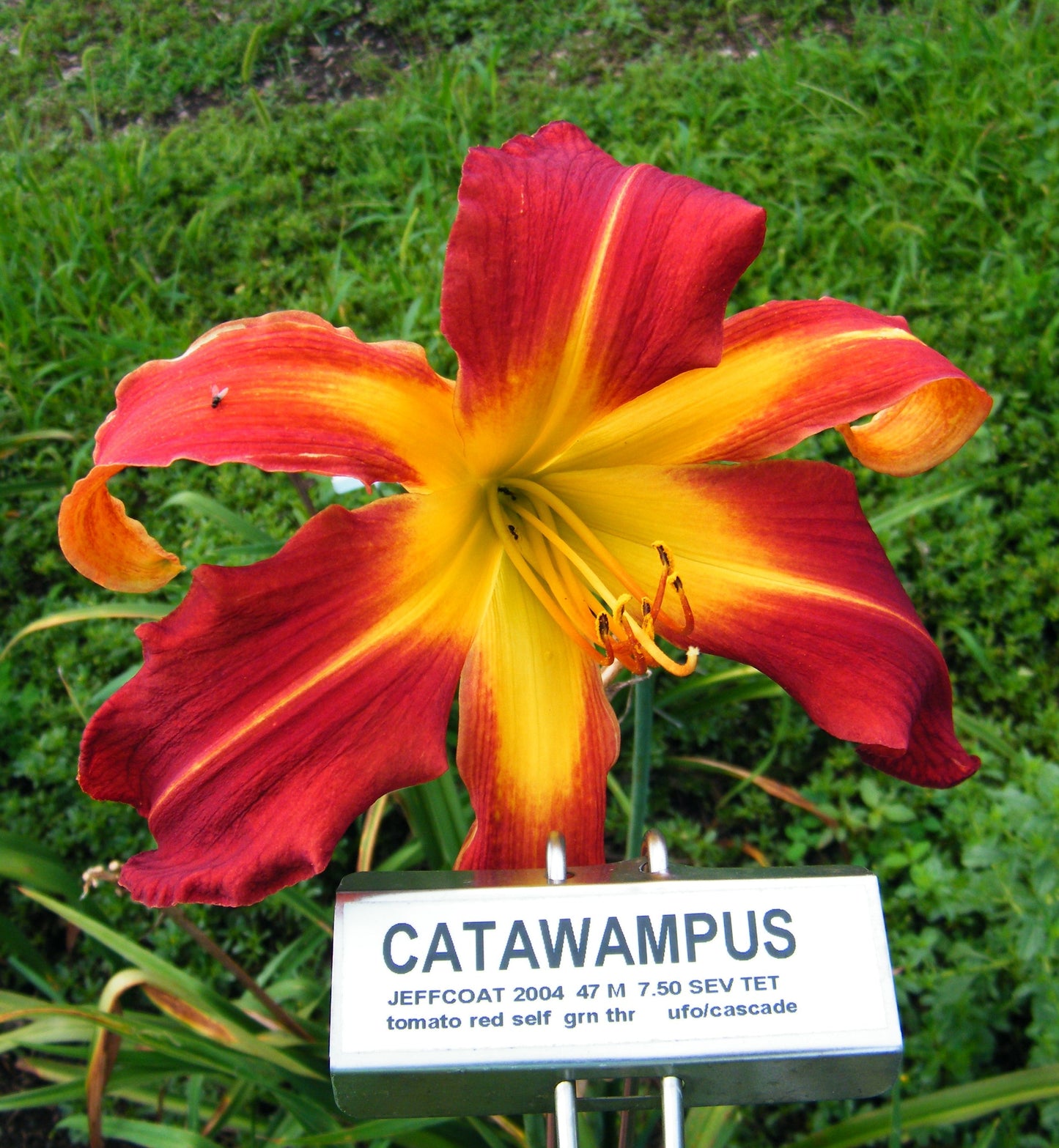 CATAWAMPUS