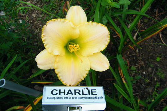 CHARLIE