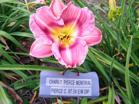 CHARLIE PIERCE MEMORIAL