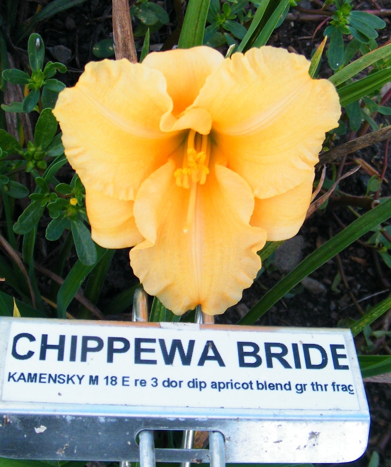 CHIPPEWA BRIDE
