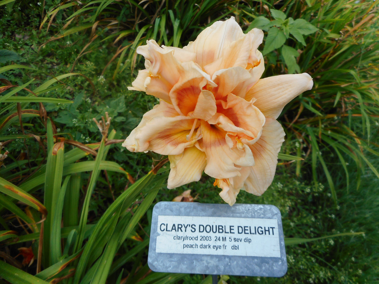 CLARY'S DOUBLE DELIGHT