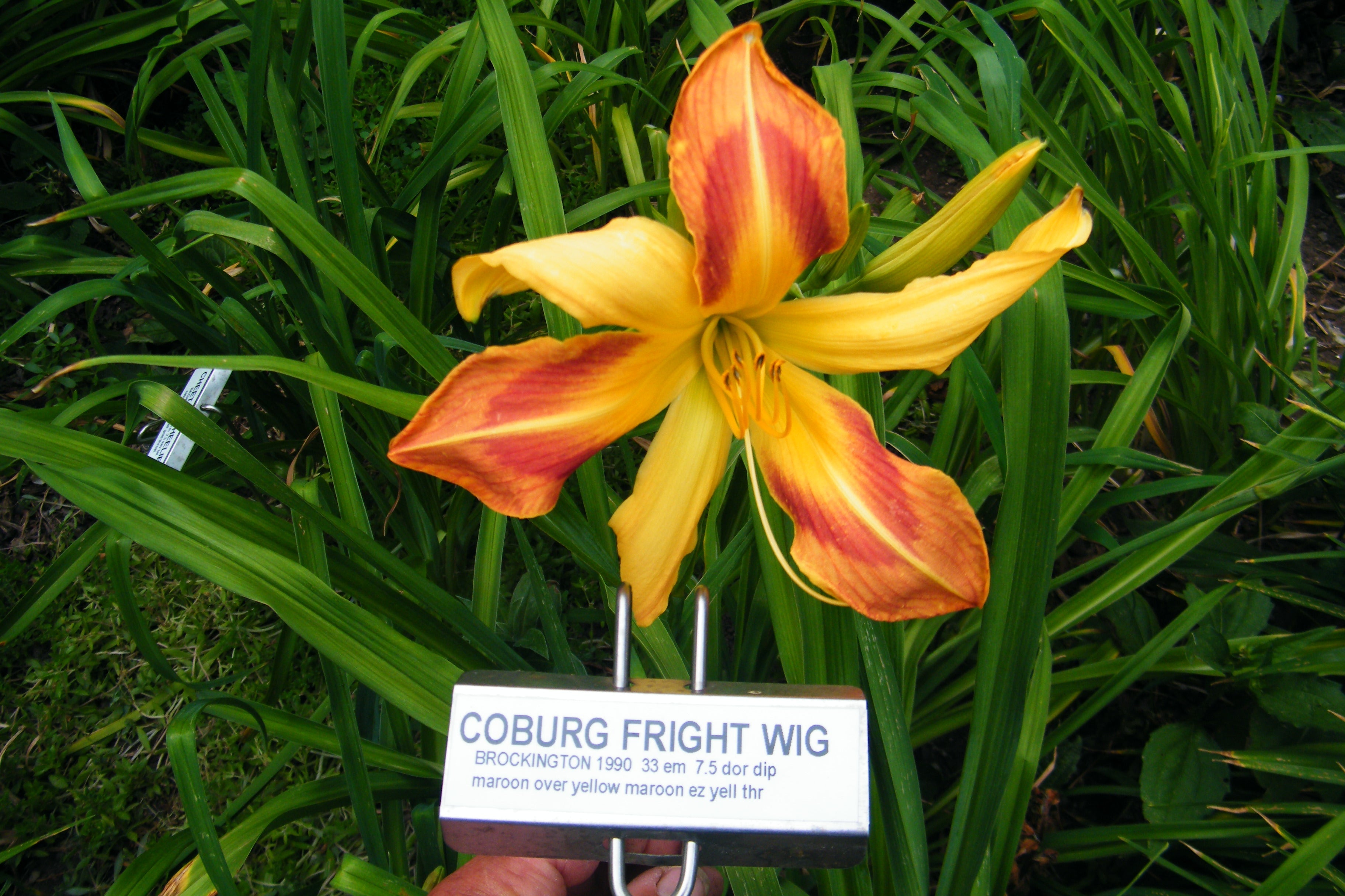 COBURG FRIGHT WIG