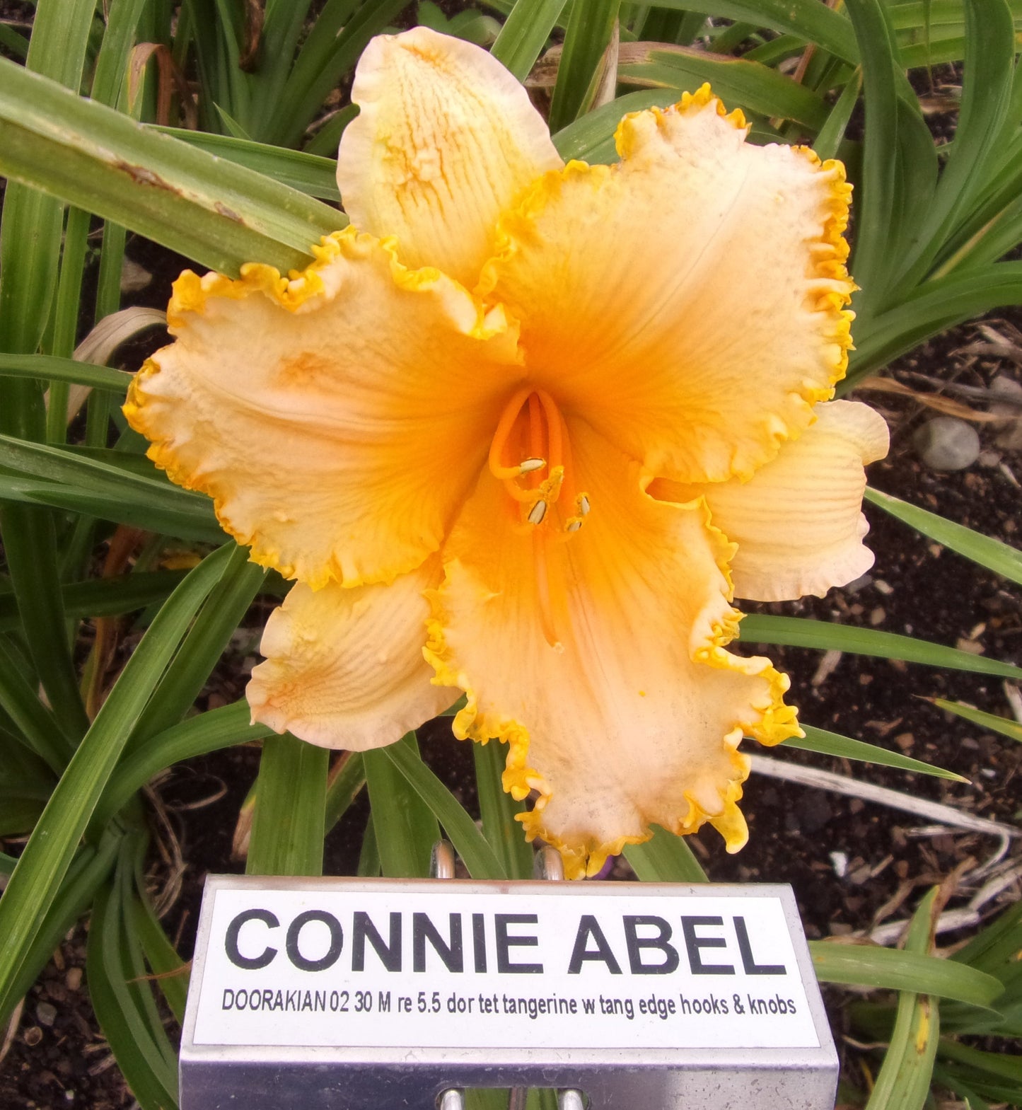 CONNIE ABEL
