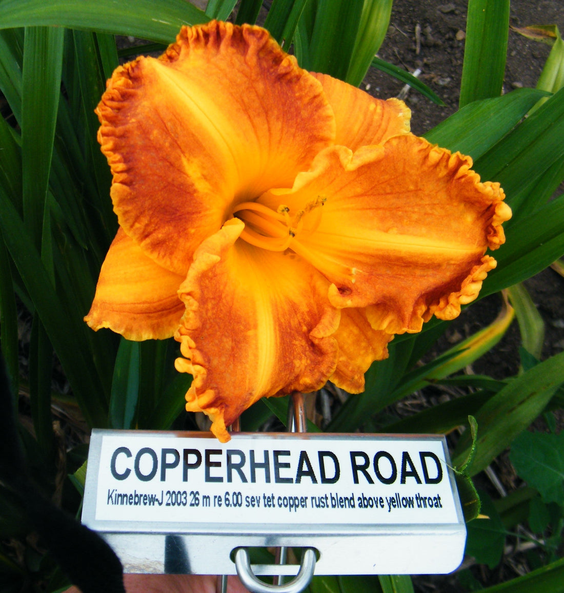 COPPERHEAD ROAD – QB Daylily Gardens
