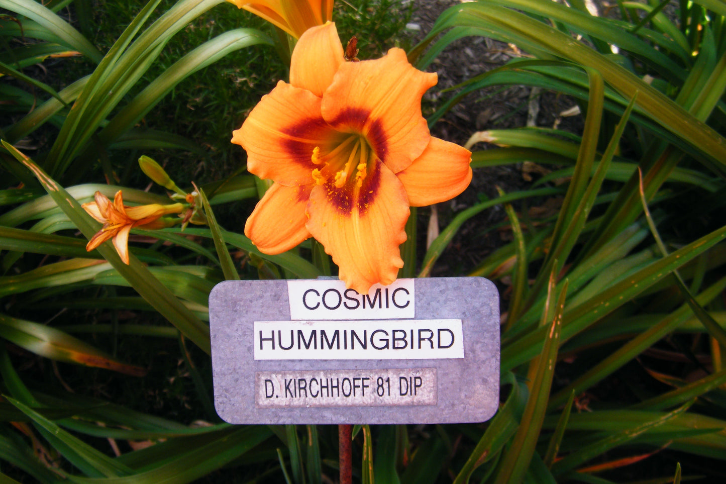 COSMIC HUMMINGBIRD