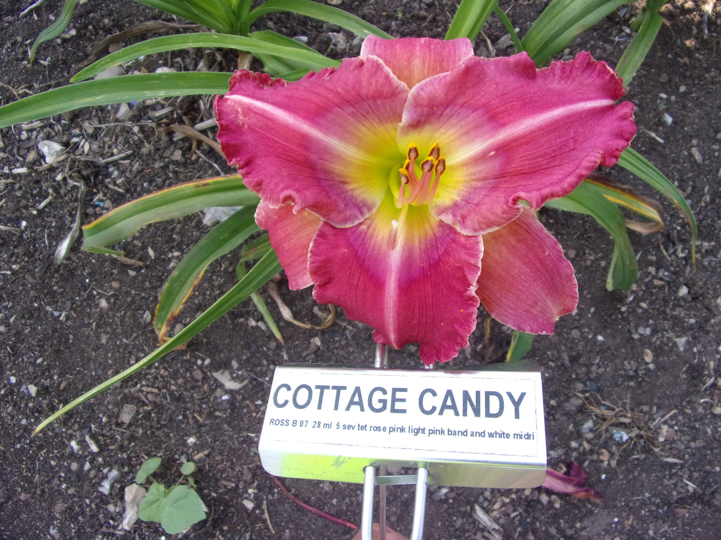 COTTAGE CANDY