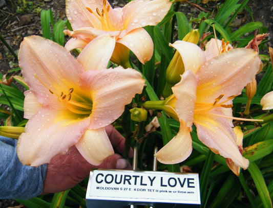 COURTLY LOVE