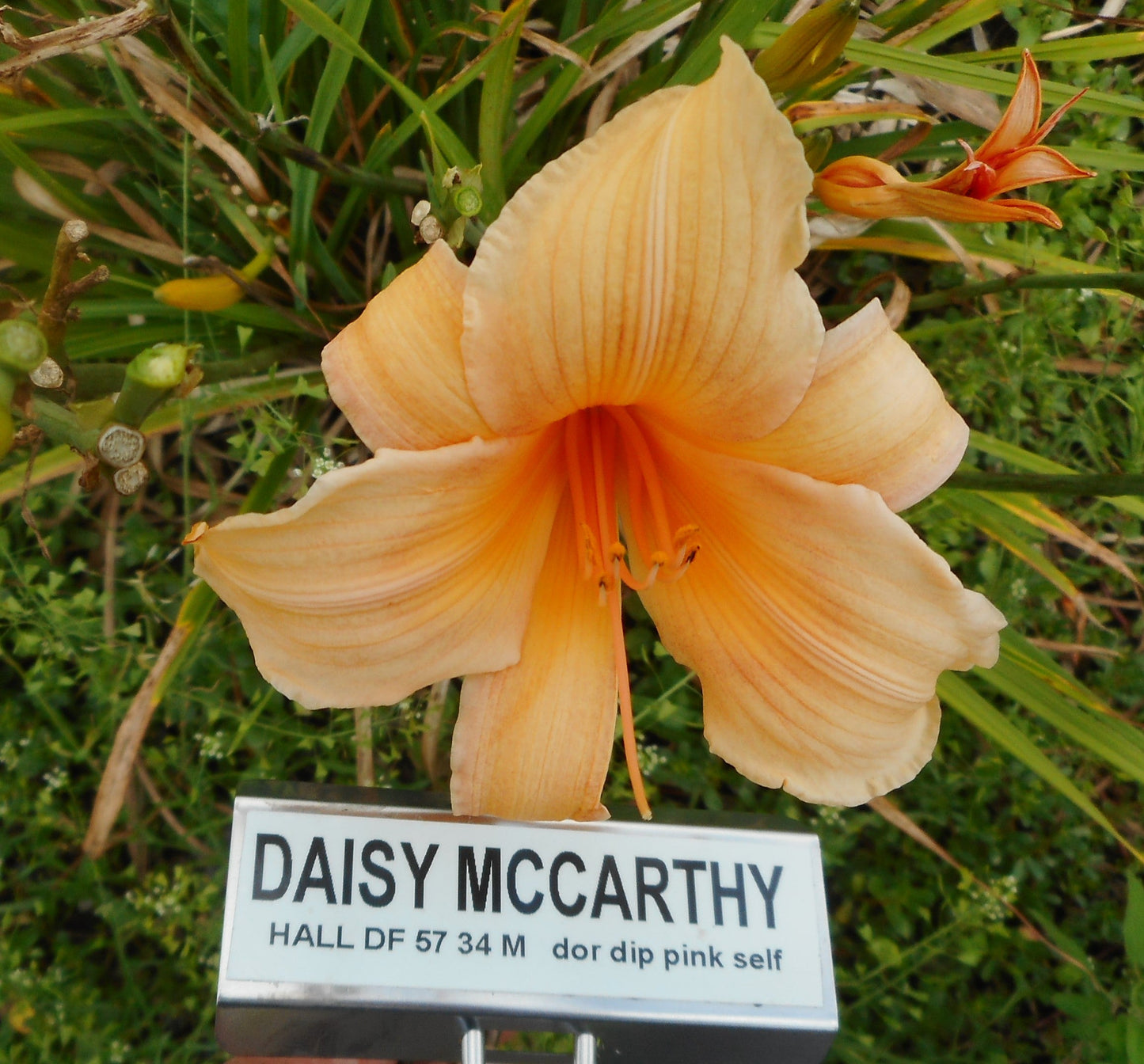 DAISY MCCARTHY