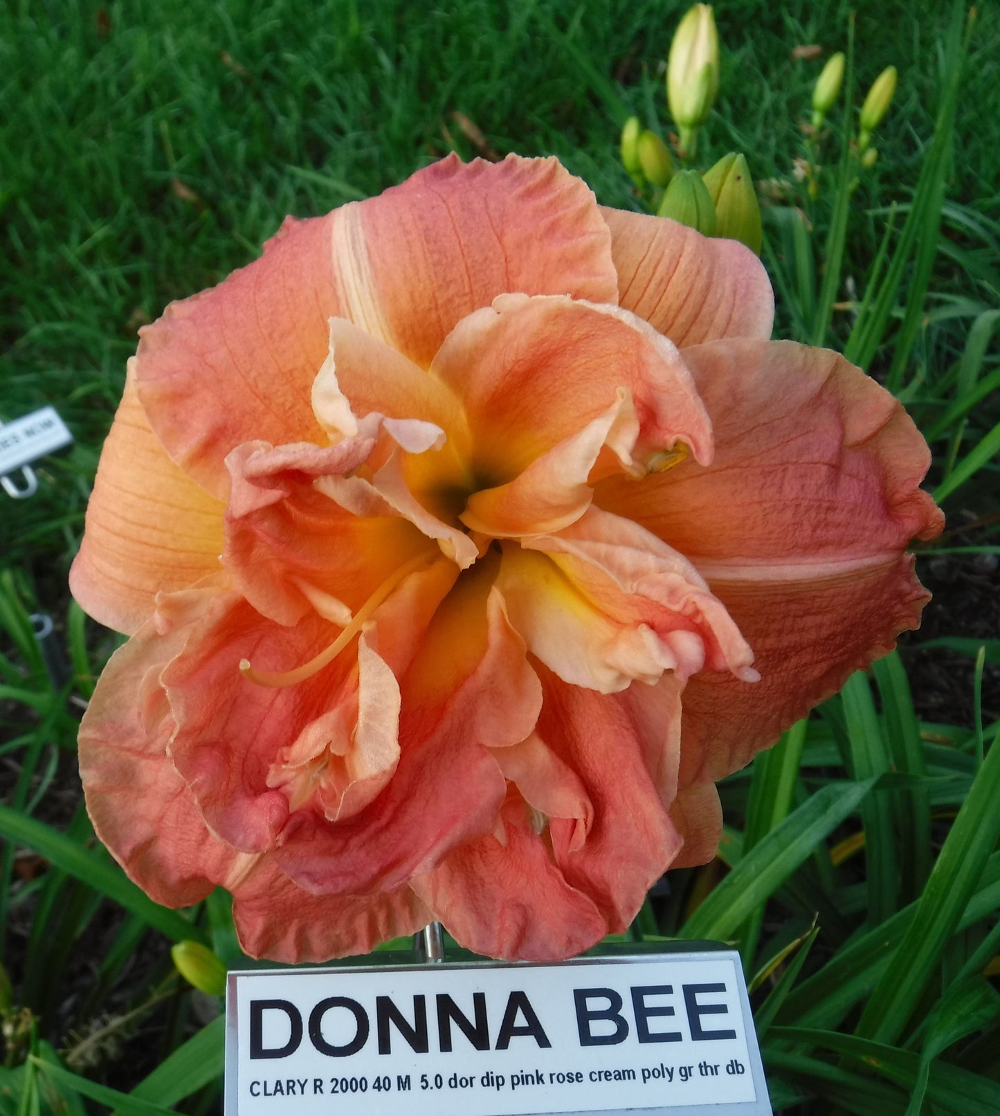 DONNA BEE