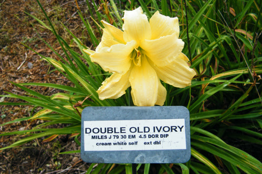 DOUBLE OLD IVORY
