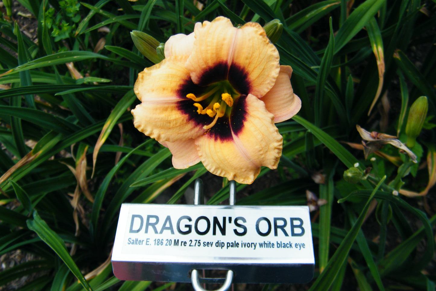 DRAGON'S ORB