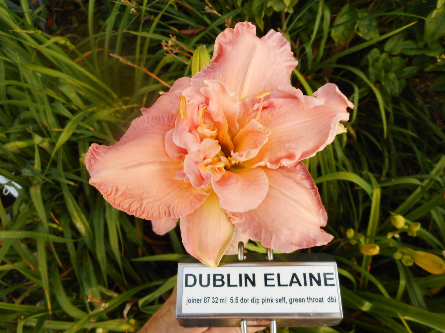 DUBLIN ELAINE