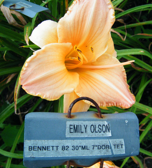 EMILY OLSON