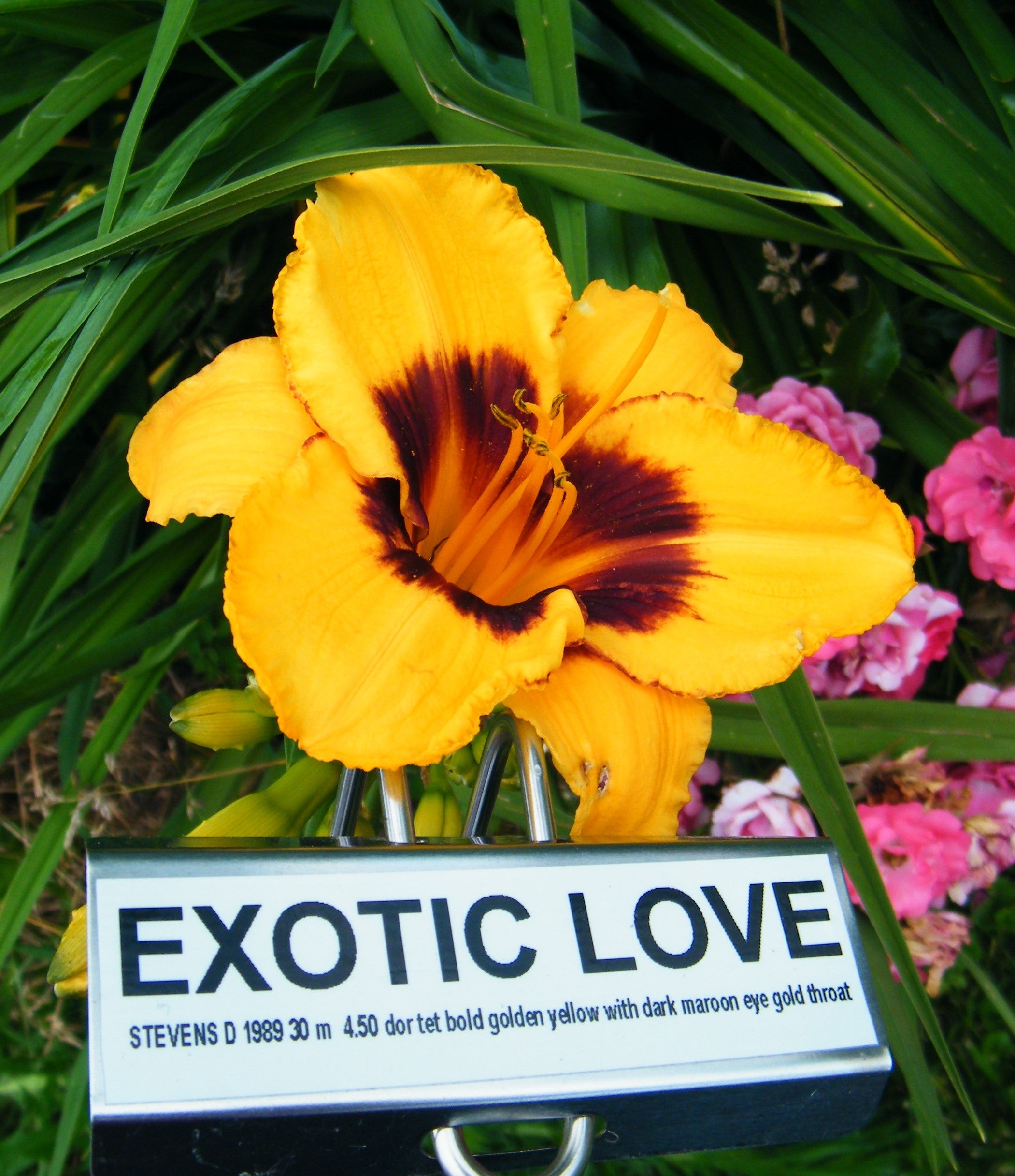 EXOTIC LOVE QB Daylily Gardens
