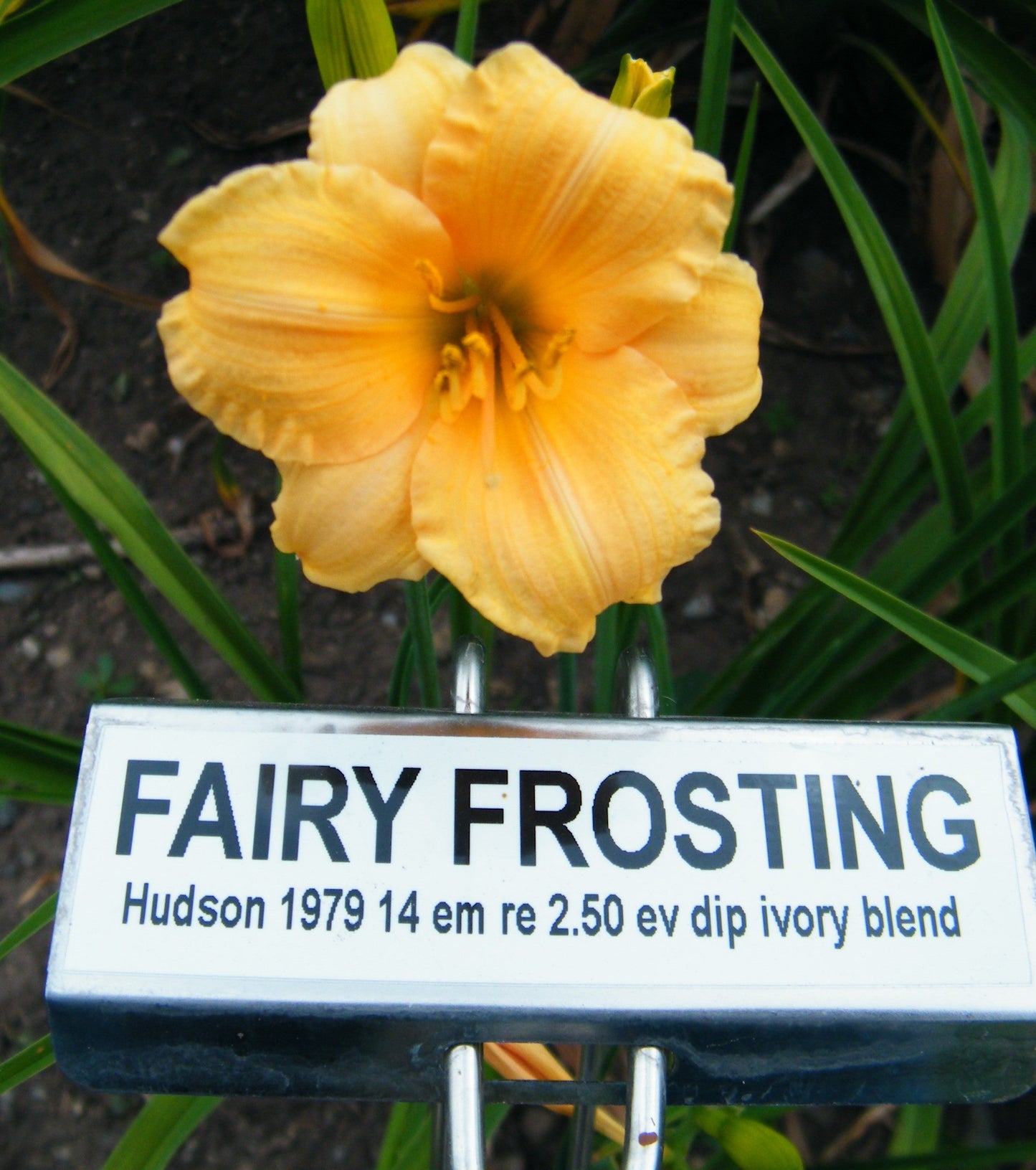 FAIRY FROSTING
