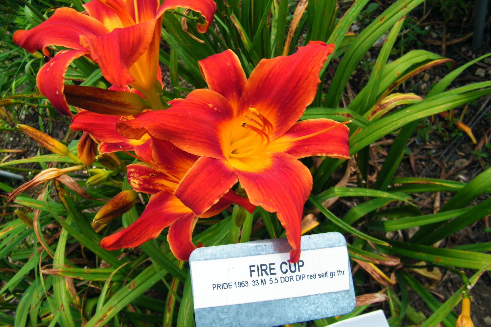 lily cup flower FIRE CUP – QB Daylily Gardens
