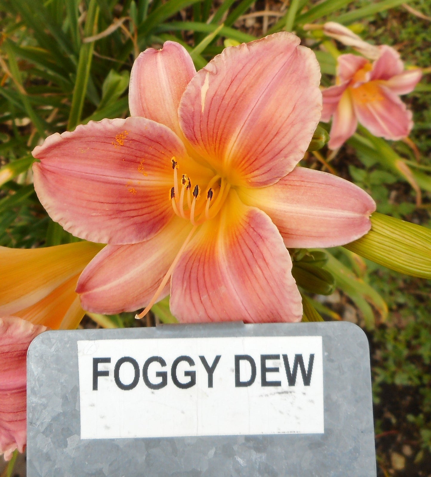 FOGGY DEW