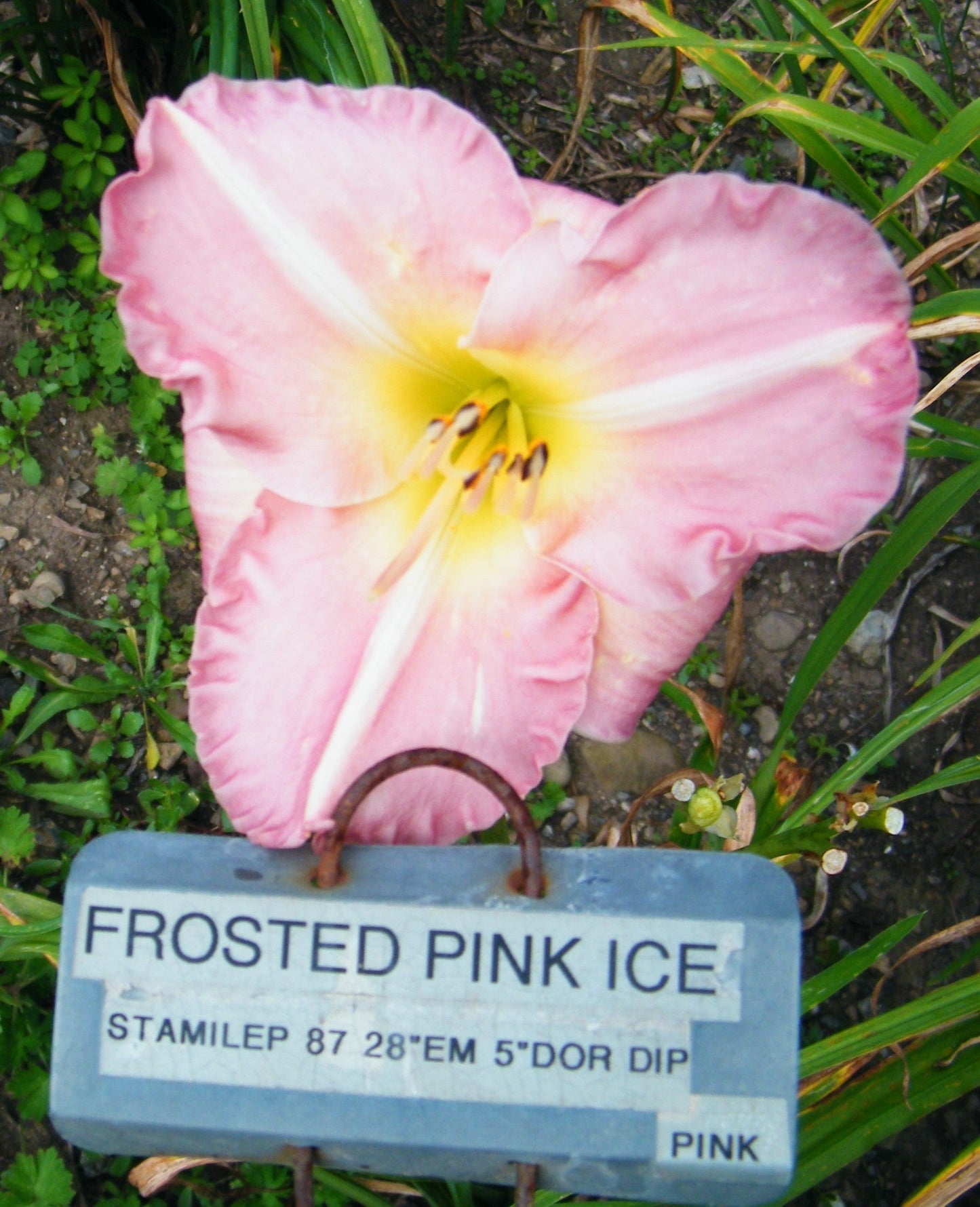 FROSTED PINK ICE