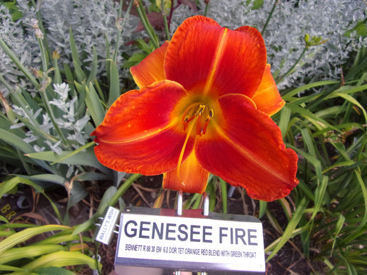 GENESEE FIRE