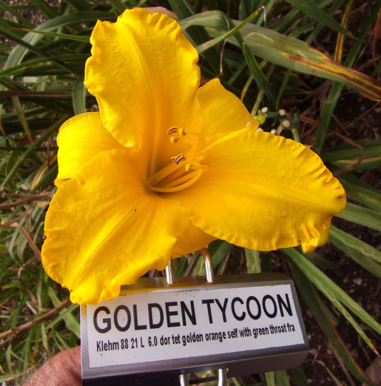 GOLDEN TYCOON