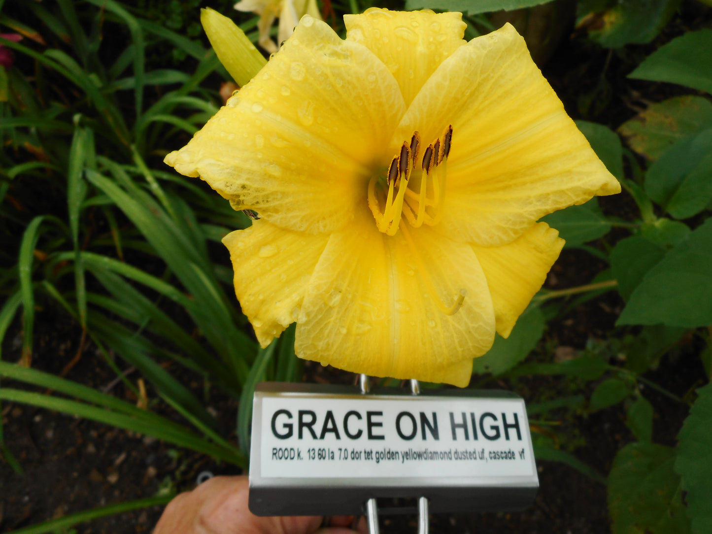 GRACE ON HIGH