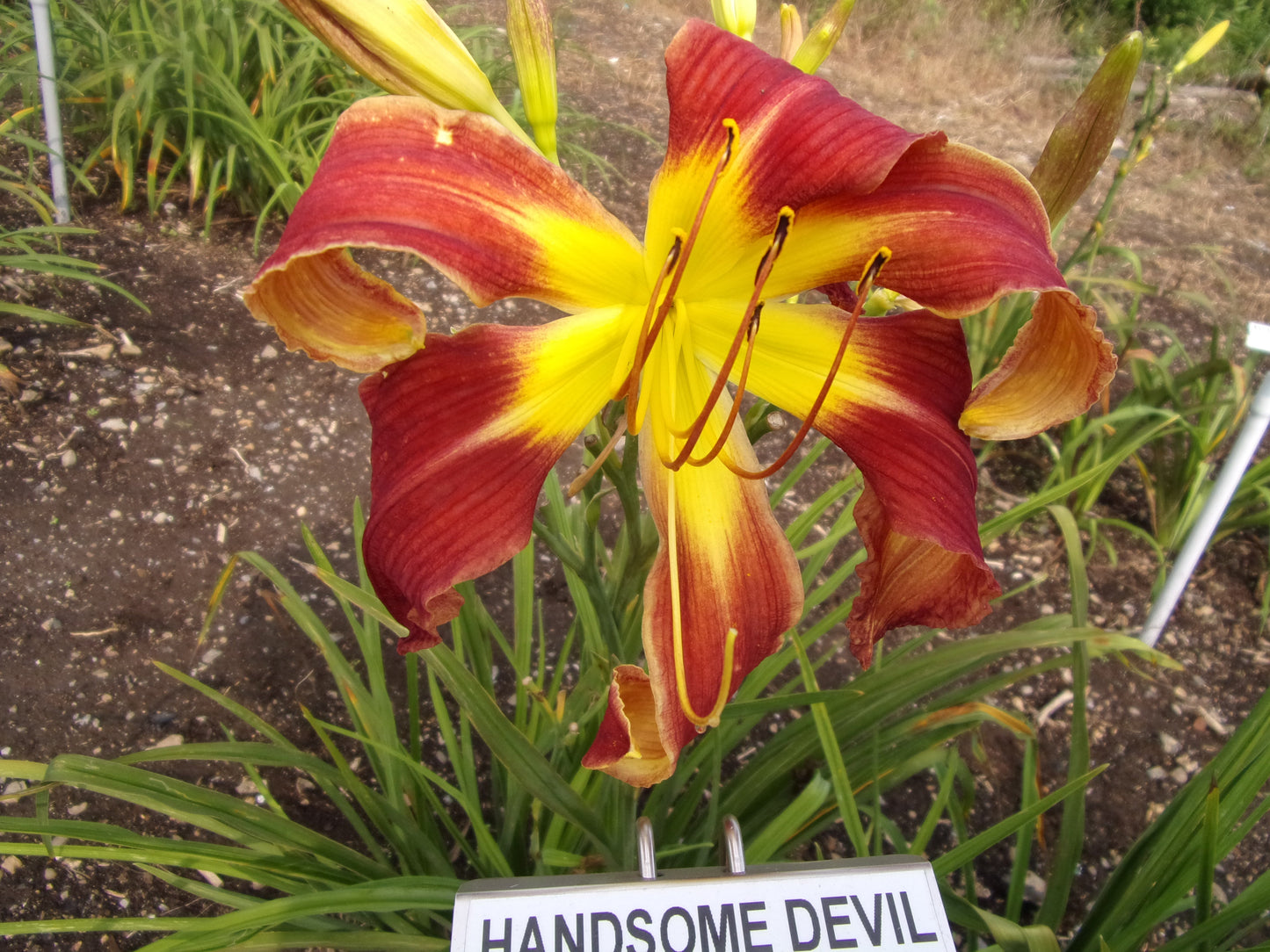 HANDSOME DEVIL