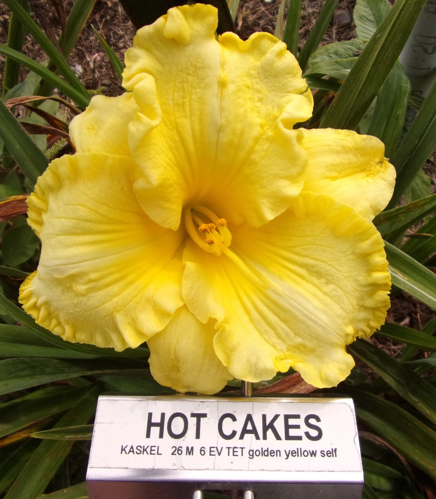 HOT CAKES