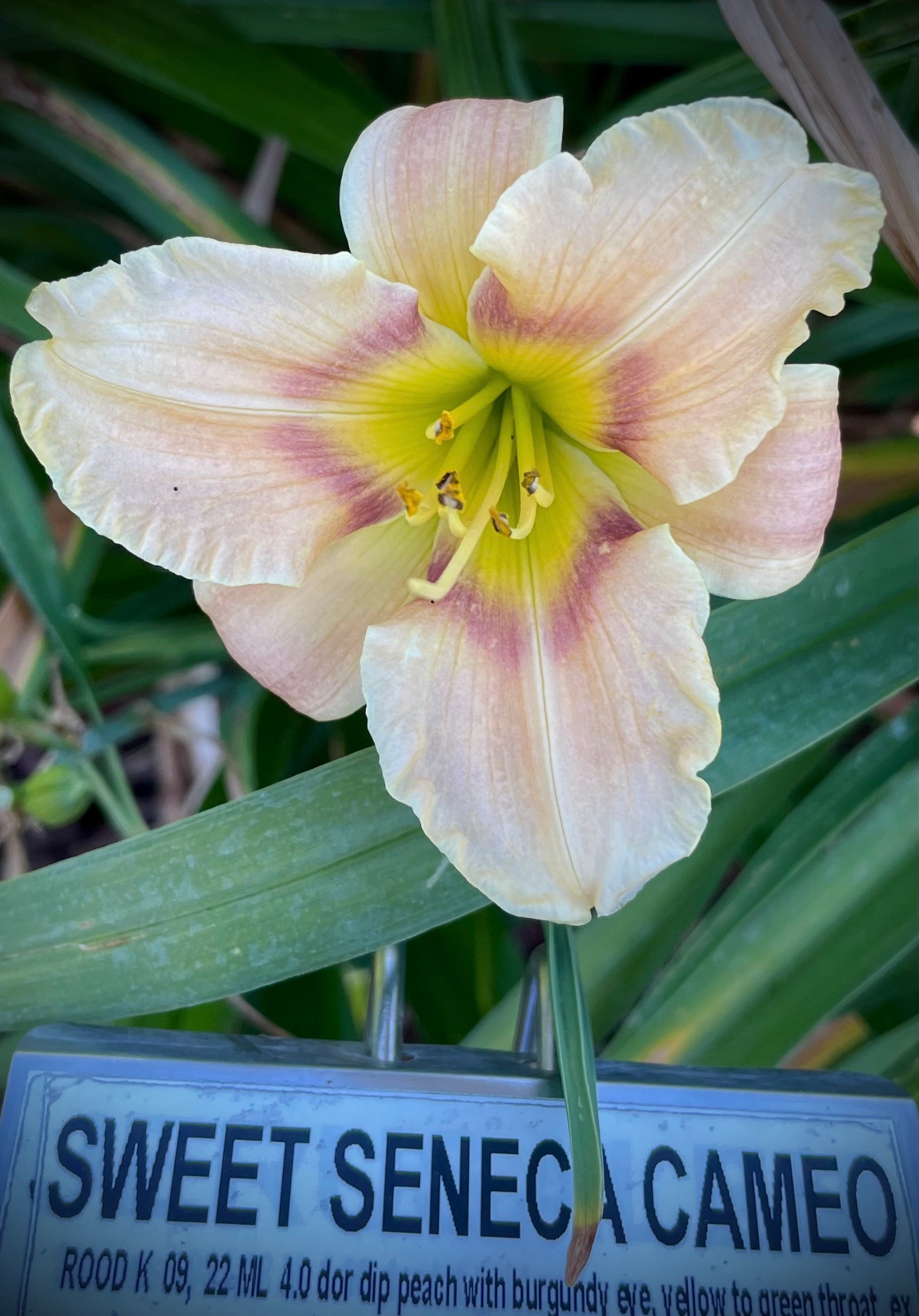 SWEET SENECA CAMEO – QB Daylily Gardens