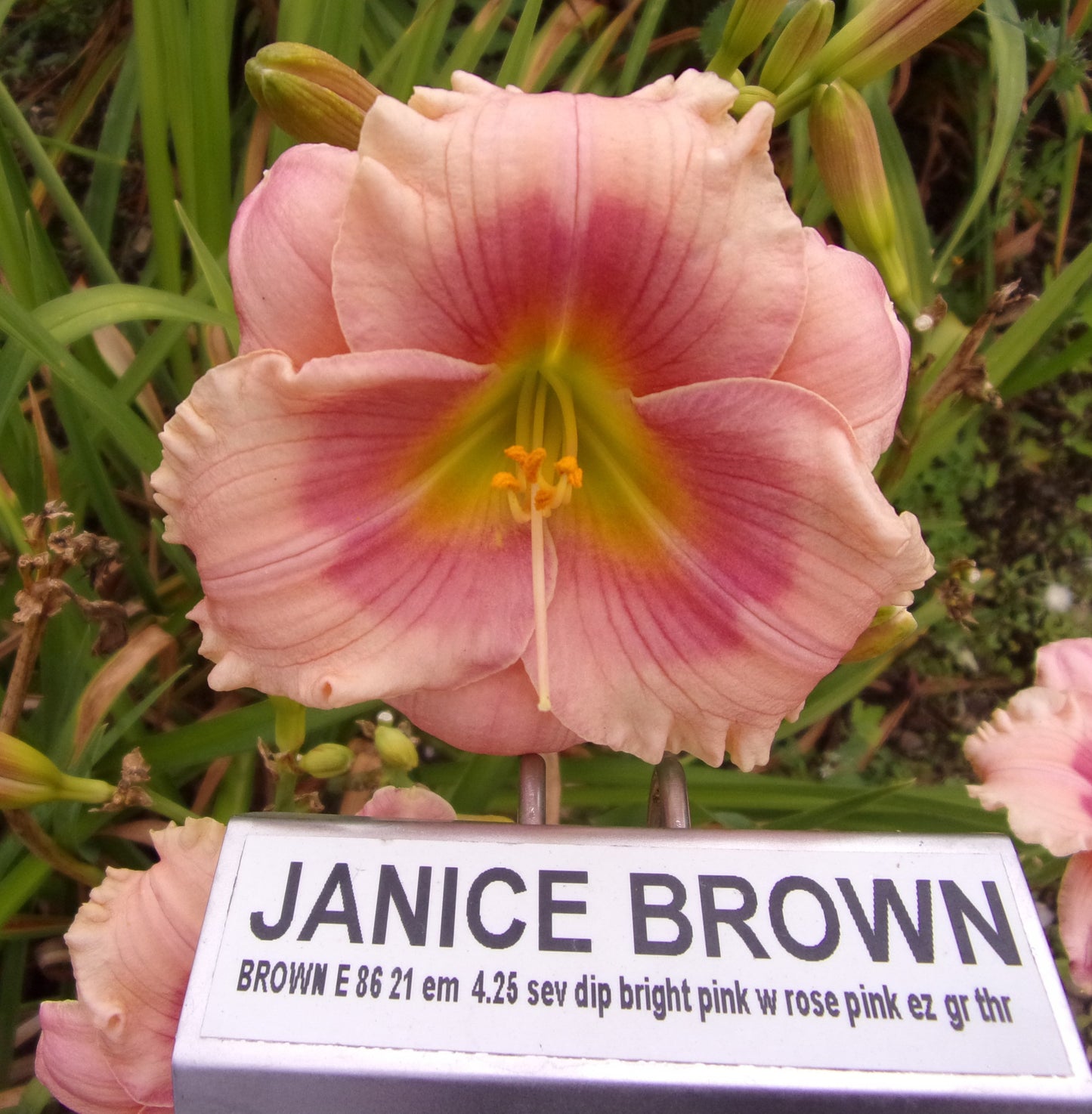 JANICE BROWN