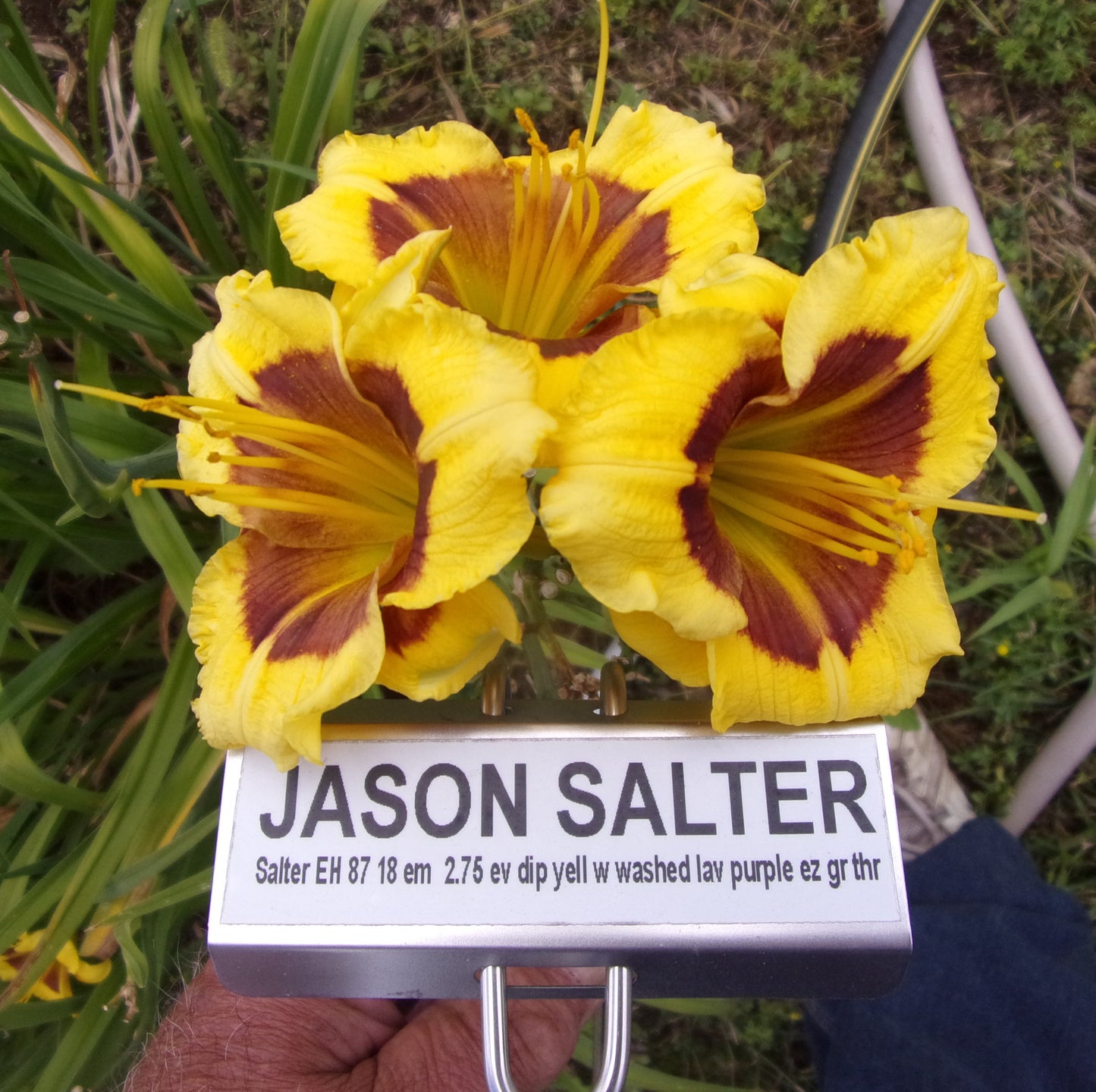 JASON SALTER