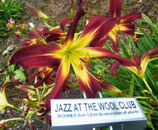 JAZZ AT THE WOOL CLUB