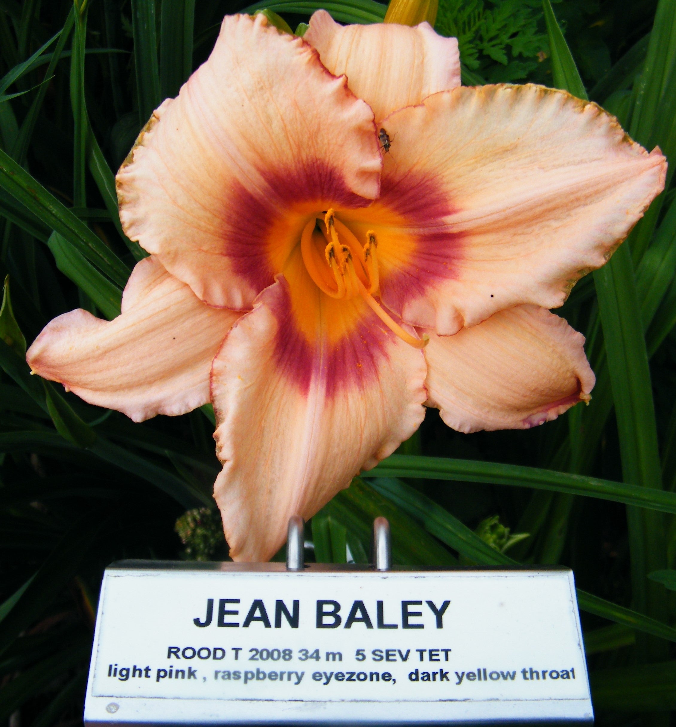 JEAN BAILEY – QB Daylily Gardens