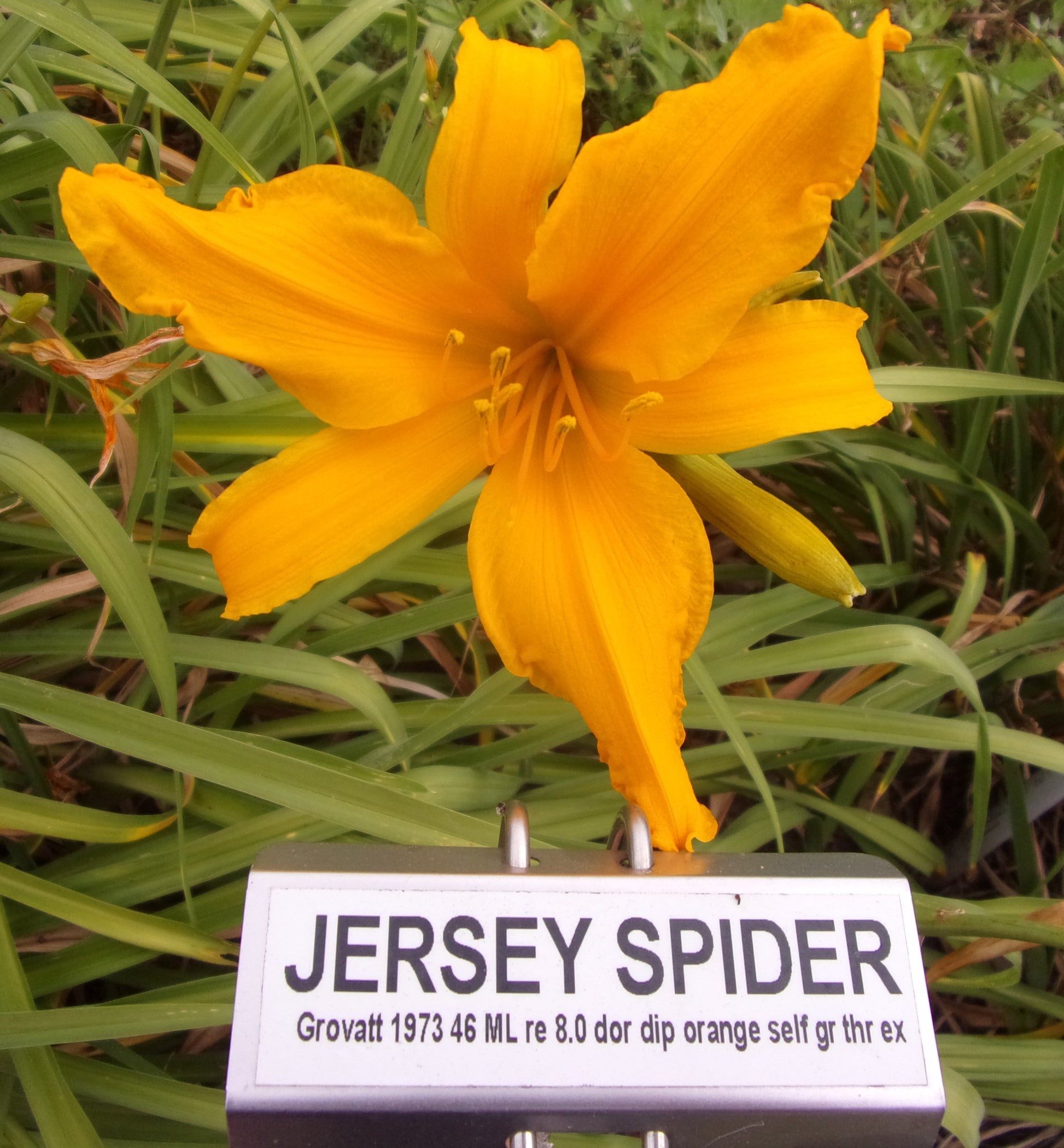 spider daylily plants JERSEY SPIDER – QB Daylily Gardens