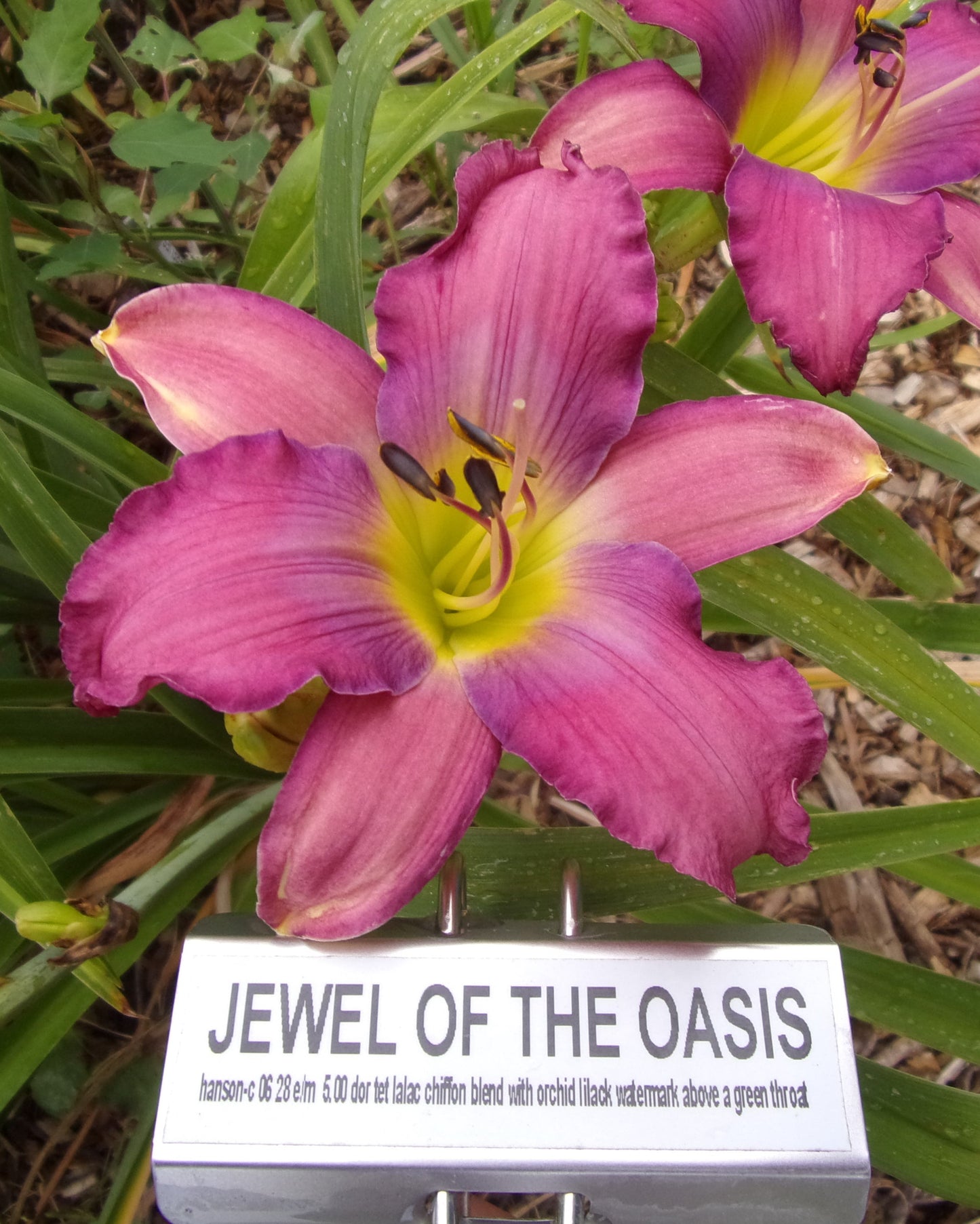 JEWEL OF THE OASIS