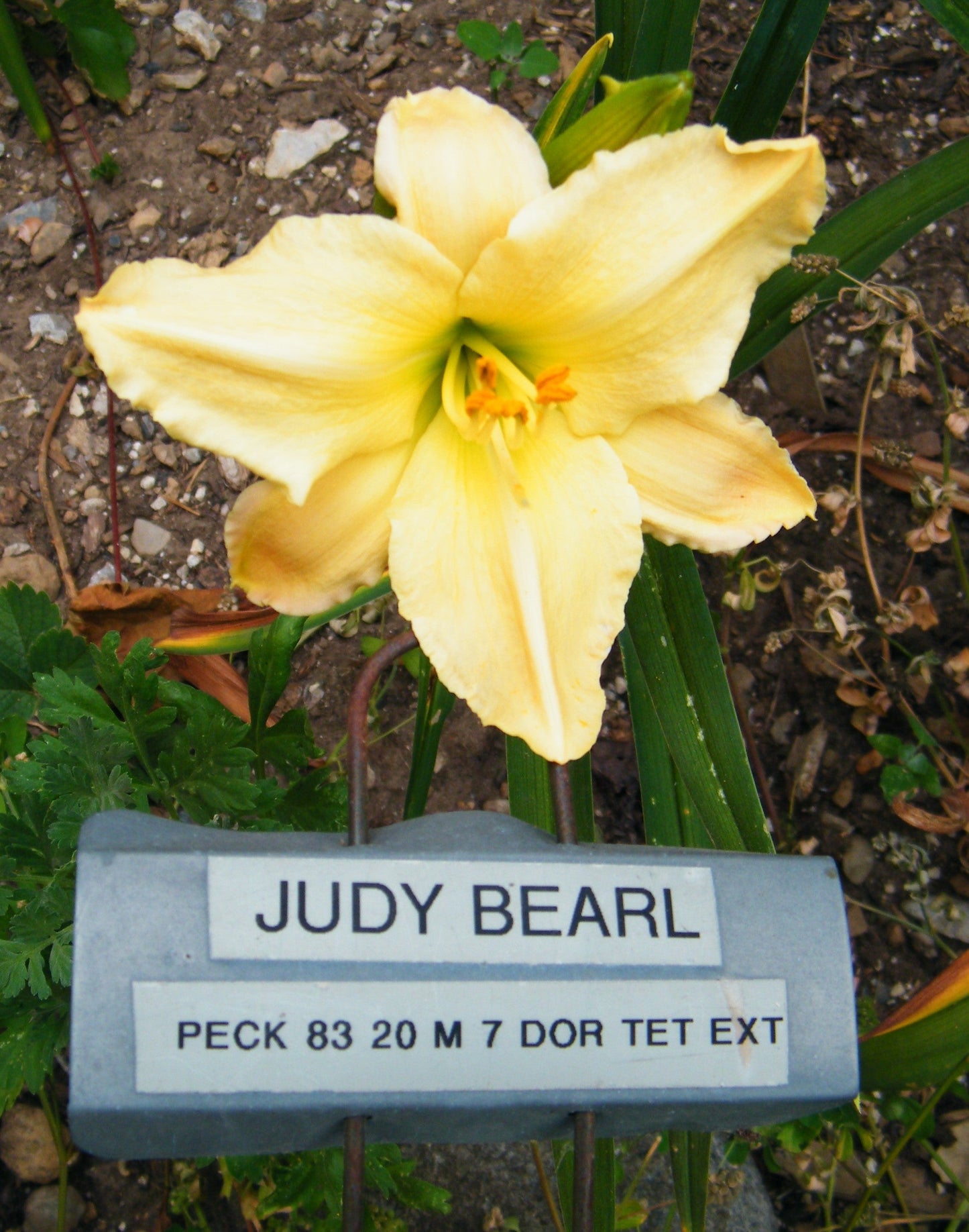 JUDY BEARL