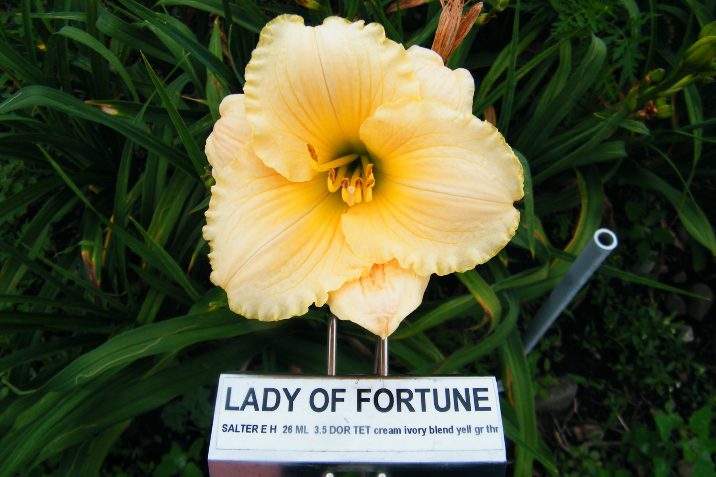 LADY OF FORTUNE
