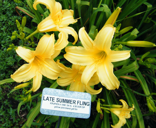 LATE SUMMER FLING