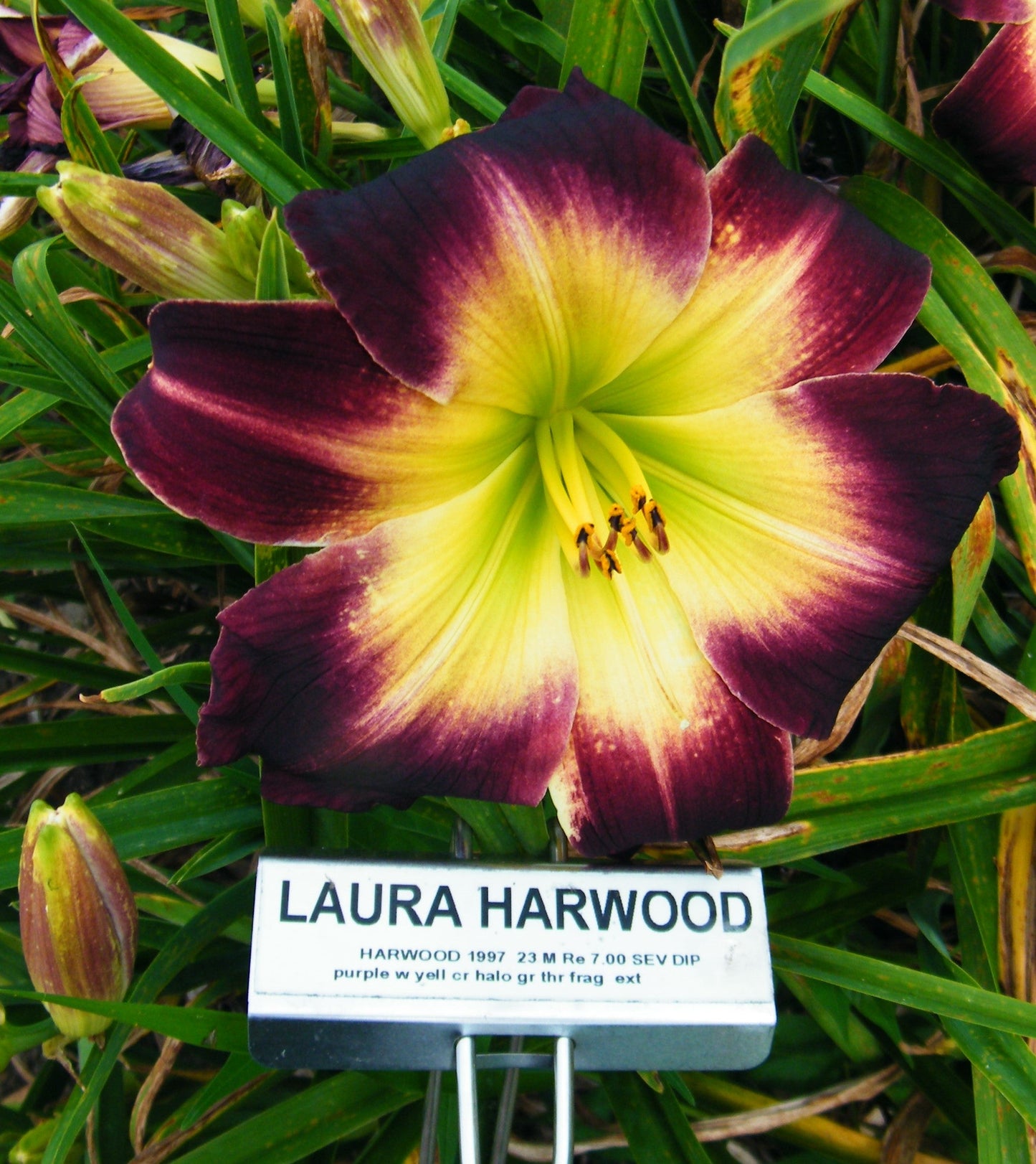 LAURA HARWOOD