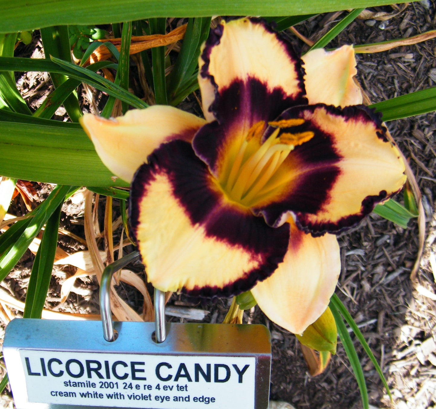 LICORICE CANDY