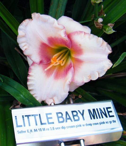 LITTLE BABY MINE