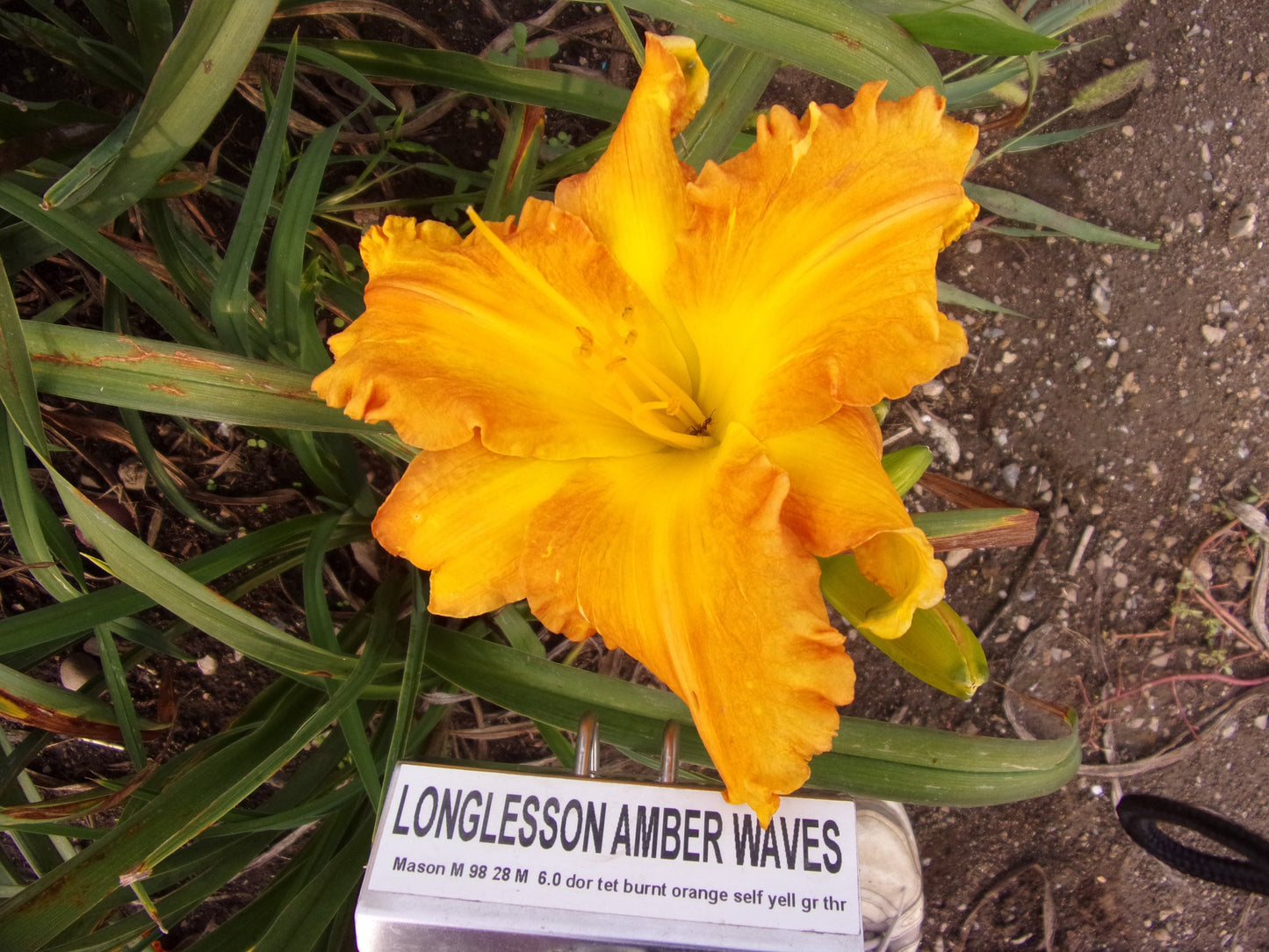 LONGLESSON AMBER WAVES