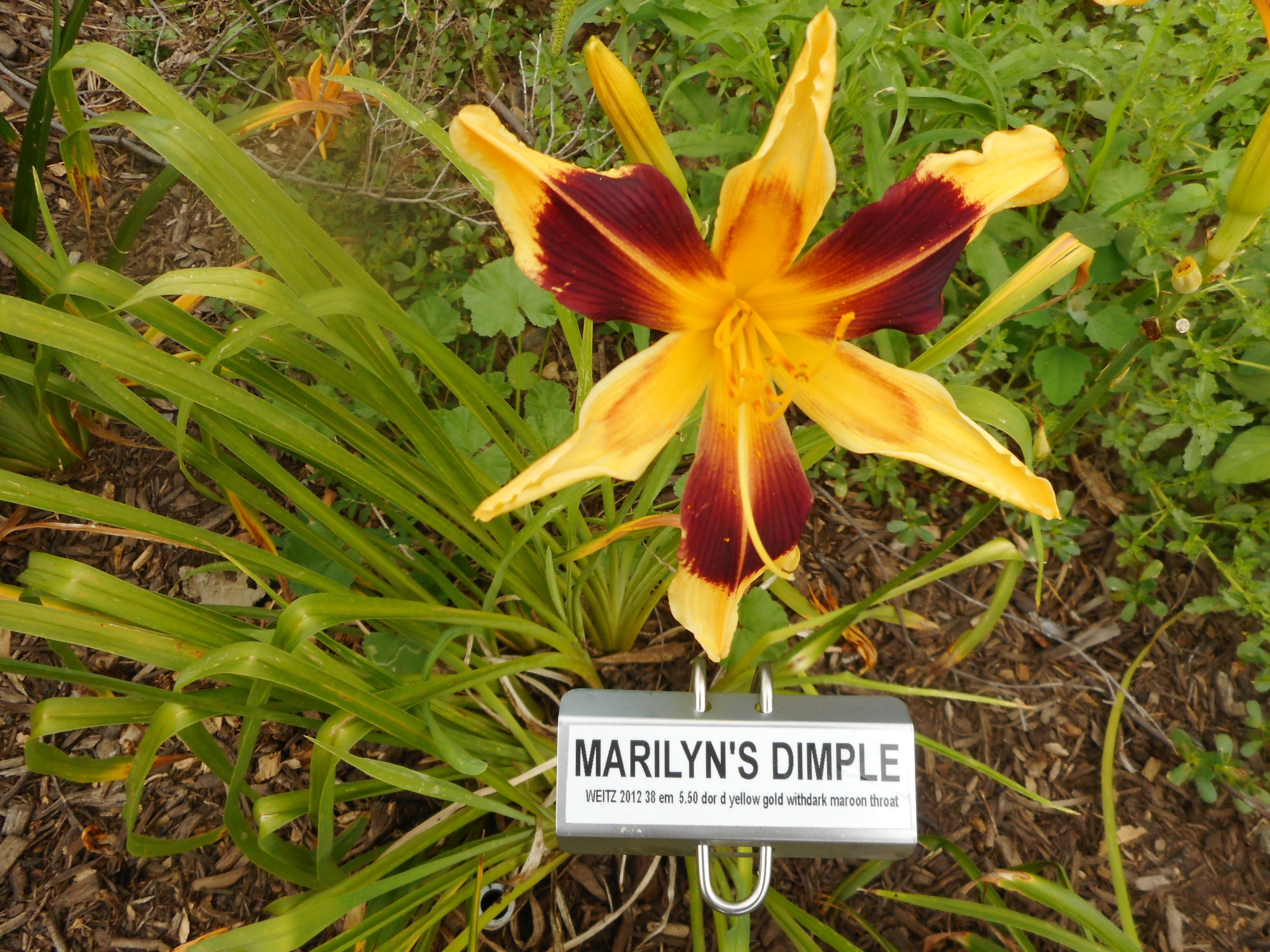 MARILYN S DIMPLE QB Daylily Gardens