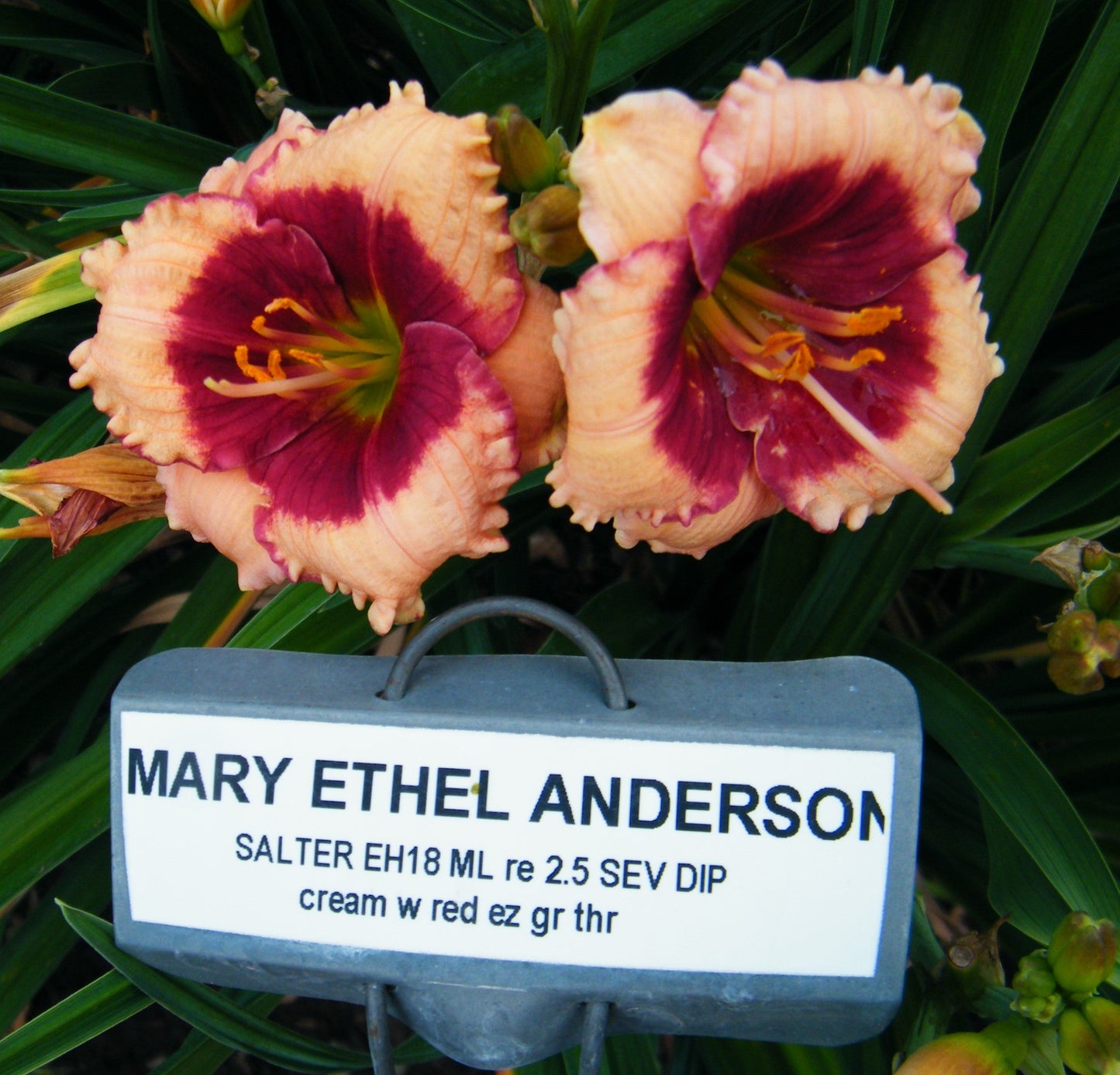 MARY ETHEL ANDERSON