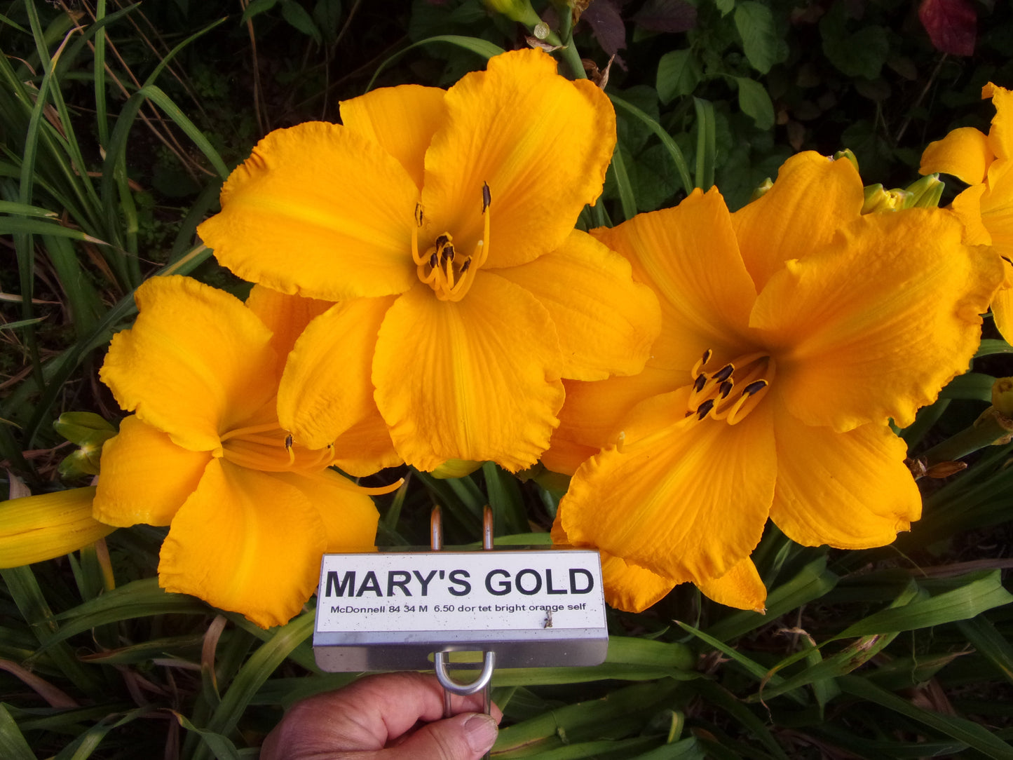 MARY'S GOLD